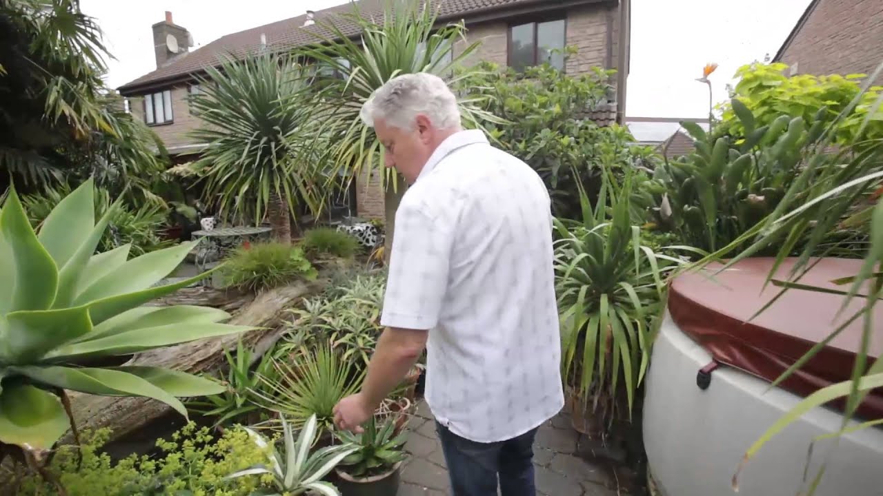 Задний двор превратился в экзотические джунгли.