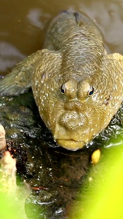 What Happens When Fish Walk On Land facts animals YouTube what-happens-when-fish-walk-on-land-facts-animals-youtube