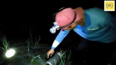 Mưu Sinh Với Nghề Bẫy Ếch / Quay Lại Đồng Lúa Chét / Cái Nào Cũng Có Ếch // trap frog // Học vlog