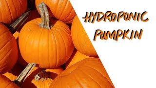 Kratky Hydroponic Pumpkins - Attempt #2