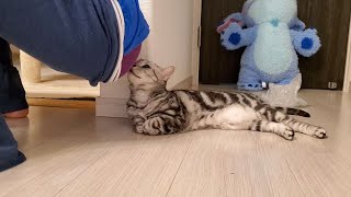 Cat Addicted To Sniffing My Flatulence.