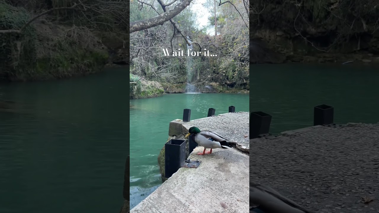 Meet Dudley the Duck. 