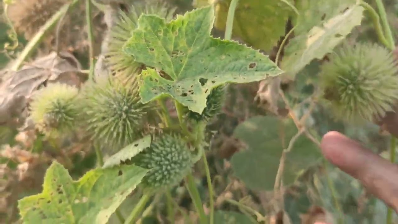 Luffa echinata ,  bitter sponge gourd , Bindaal ,  ghagarbel , devdaali 