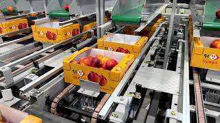 Nectarine Sorting Case / 천도복숭아 선별 (경산 / 용성농협) - SNPsystem