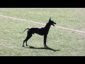 Peruvian hairless dog playing soccer in Sweden の動画、YouTube動画。