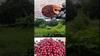 Homemade Cherry Jam Recipe