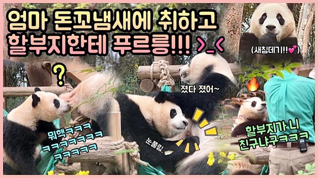 [ep.95] 엄마 돈꼬냄새에 취한(?) 푸바오ㅋㅋㅋㅋ/ 할부지한테 푸르릉거리다 꿀밤 맞은 푸릉이!💕/ 엄마 쭈쭈가 세상에서 제일 좋아요🍼/ 에버랜드 판다월드