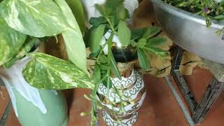 Download Lagu Memotong Sayuran Mengambil Melakukan Makanan MP3