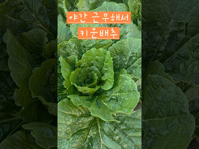약하지 않고 키우기 힘들어요 #소소한행복 #옥상텃밭 #배추재배