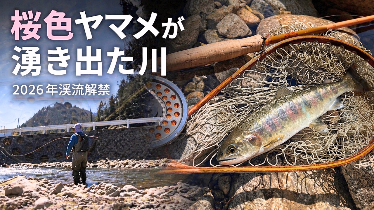 ヤマメが湧き出た川】で桜色ヤマメに出逢う・2026年解禁 #フライ