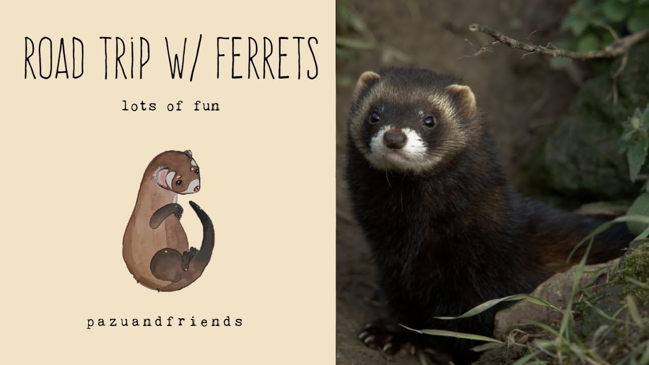 ROAD TRIP WITH FERRETS!