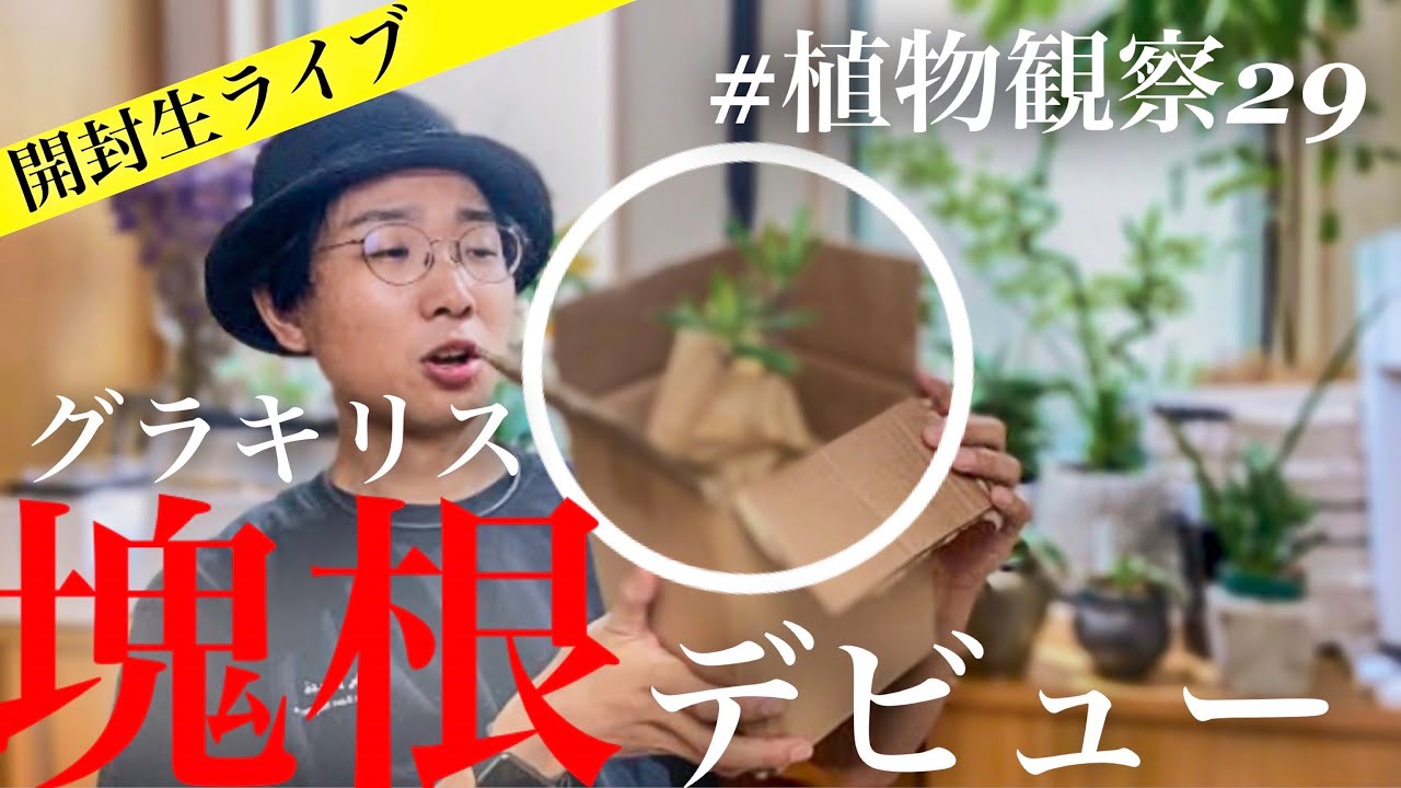 発根済】初グラキリスに興奮する植物好きの生配信。 - YouTube