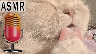 ASMR 😺 Cat Cleaning Fur & Biting Nails While Purring in the Sun 🌞 Relaxing Grooming Sounds for Sleep screenshot 5