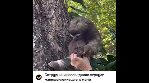 Сотрудники зоопарка вернули малыша ленивца, упавшего с дерева, маме