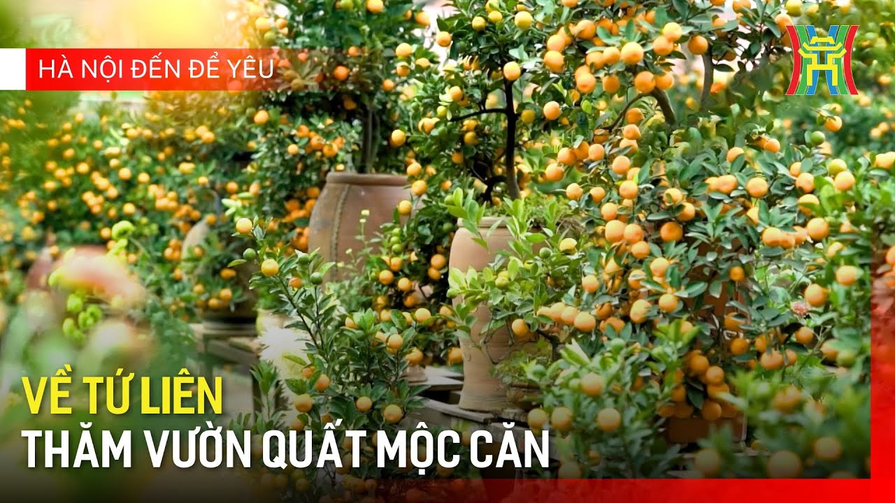 Về Tứ Liên thăm vườn quất mộc căn | Hà Nội đến để yêu
