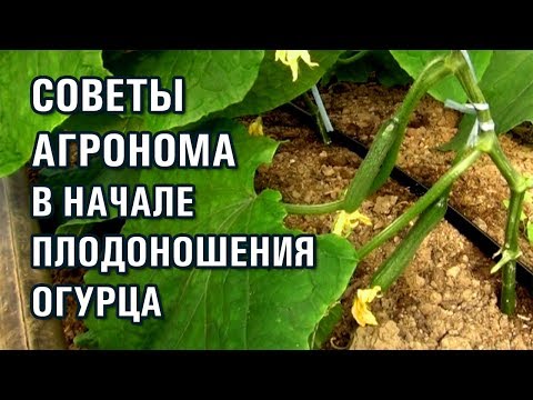 СОВЕТЫ АГРОНОМА В НАЧАЛЕ ПЛОДОНОШЕНИЯ ОГУРЦА (22-10-2019)