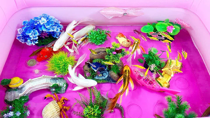 Let's explore what fish and sea creatures there are:sharks,jellyfish#goldfish#animals#viral videos