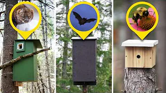 I Built Wildlife Boxes for 20+ Species!