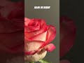 Quran Urdu translation