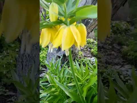 Видео: Fritillaria Imperialis - Советы по выращиванию цветов Crown Imperialis