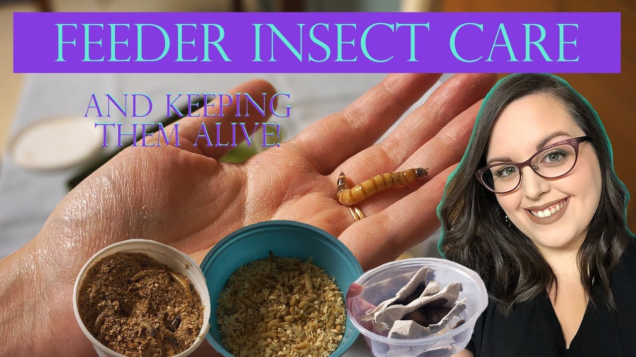 Keeping Feeder Insects Alive Longer! | Care & Enclosure Setups - YouTube