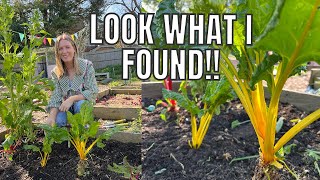 LOOK WHAT I FOUND IN THIS BED!! / ALLOTMENT GARDENING FOR BEGINNERS