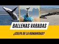 ¿Por qué las ballenas se quedan varadas? Misterio Revelado