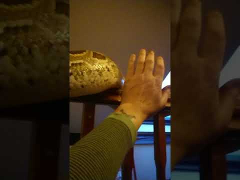 Burmese python sissy