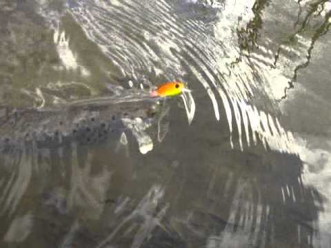 A little brown trout and Tsuribito Masu Tsuri - YouTube