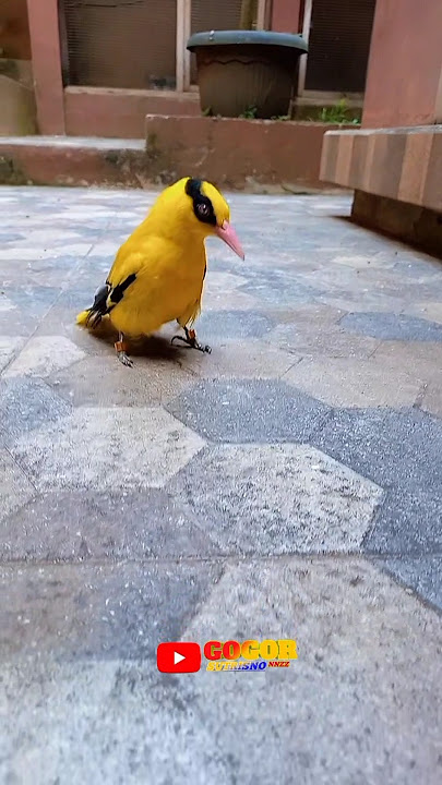 Manuk Kepudang wulune kuning #shorts #manukkepudang #burungkepodang #kepodang  #podangkuning