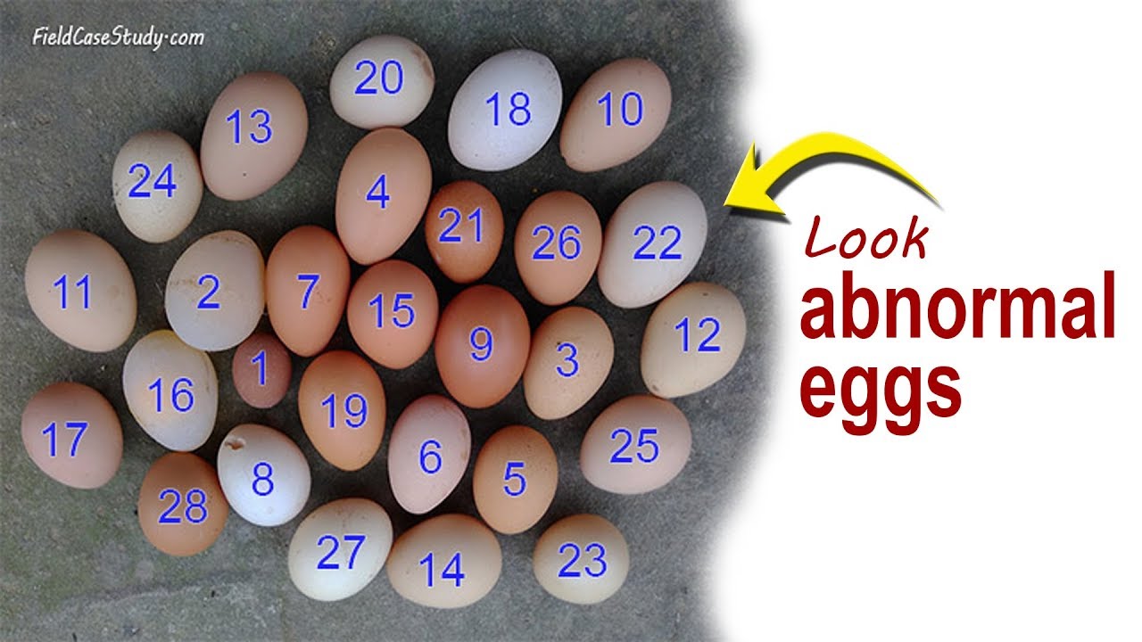 Newcastle Disease Symptoms in laying Hens, Chicken Diseases & Farming