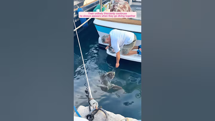 A shark pushes its turtle friend toward fishermen for help