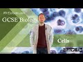 Cell Structure and Function Quiz
