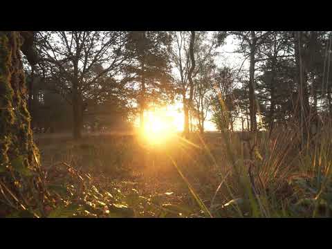 Video YOGA NIDRA - radici