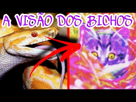 Vídeo: Por Que Os Animais Trapaceiam? - Visão Alternativa