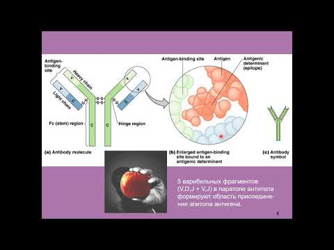 Video: Mechanizmy Autoimunity B Lymfocytov V SLE