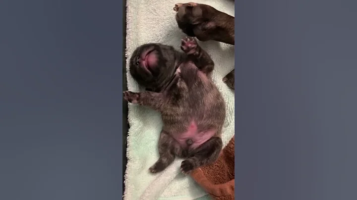 French Bulldog PUPPIES are the CUTEST when they nap 😍😍#puppies #frenchies - DayDayNews