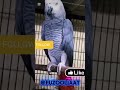 Beautiful Grey African Parrot #birds #totay #parrot #parrotlover #parrotlife #viralshorts #shorts