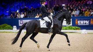 Dark Rousseau winner of the whole L class at the KWPN stallion competition 2023