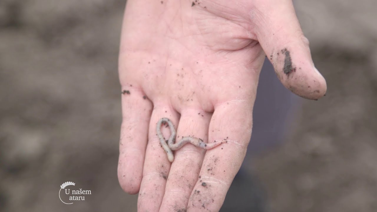 Kako povecati humus u zemljistu, mikrobiolosko djubrivo Bioplug - U nasem ataru 743