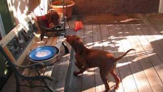 Vizsla Puppies_0002.wmv