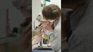 sending love to all your itchy puppies 😢 #vetmed #veterinarian #vet #frenchie