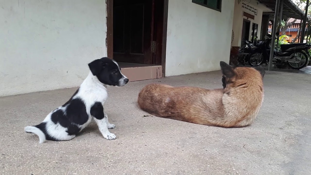 The dog runs around. YouTube