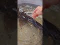 big cat fish #fish #catfish #fishing #farm #nature #amazing #short #viral #video