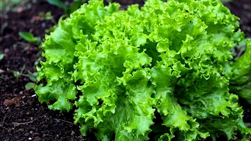 O que plantar em áreas sombreadas?