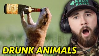 JT Reacts to Drunk Animals *HILARIOUS*