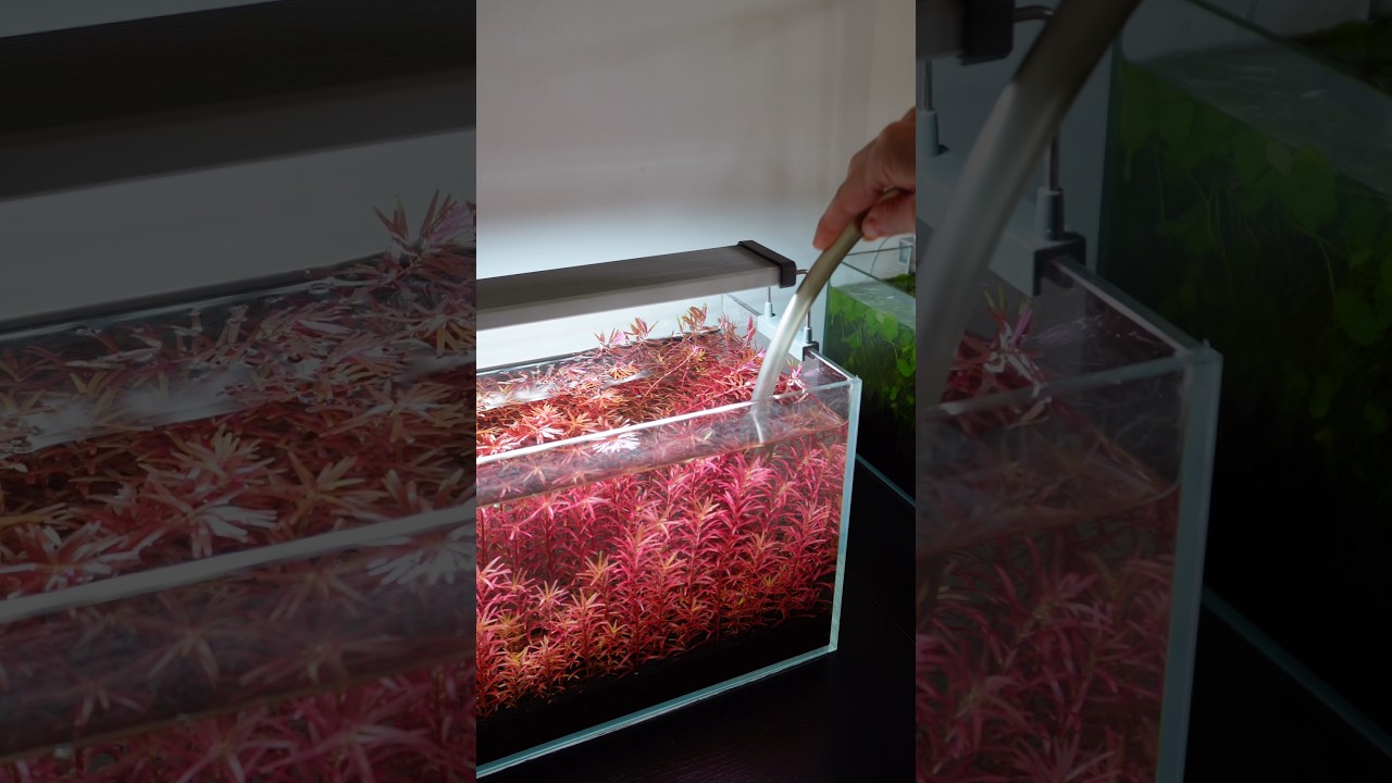Full Red, No Co2 #aquascaping #aquascape #aquarium #plantedtank #plantedaquarium