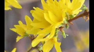 Video thumbnail of "April's Flowers - Enya"