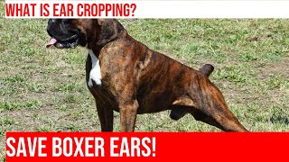 Ear Cropping: What Boxer Owners Should Know