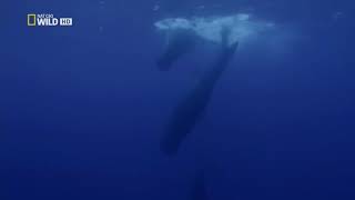 Naufal Akbari - Pertemuan Dua Laut Yang Berbeda - Resimi